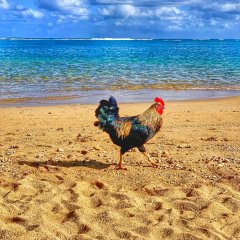 Петух одичавший Кауаи - Feral Rooster Kauai