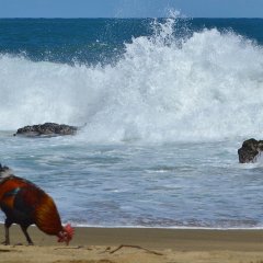 Петух одичавший Кауаи - Feral Rooster Kauai