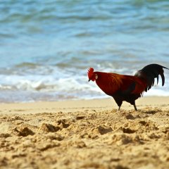 Петух одичавший Кауаи - Feral Rooster Kauai