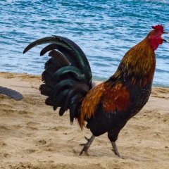 Петух одичавший Кауаи - Feral Rooster Kauai