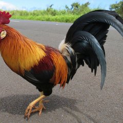 Петух одичавший Кауаи - Feral Rooster Kauai