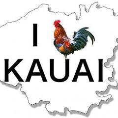 Петух одичавший Кауаи - Feral Rooster Kauai
