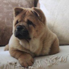 Пухнастий пес