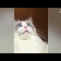 Штооооооо