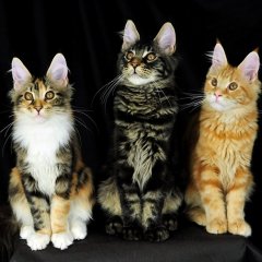 Три кота