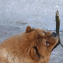 ВЕЧНЫЙ РОМАНТИК