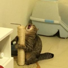 Арущий кот