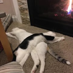 Кошачья жизнь