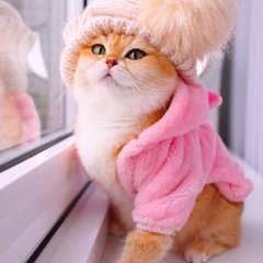 Кошечка