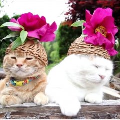 Кошечки