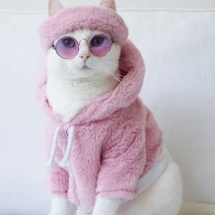 Кошка в очках