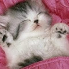 Кот чемта пахож на тебя но не на меня