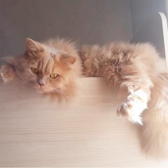 Кот на карантине