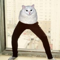 Кот с ногами