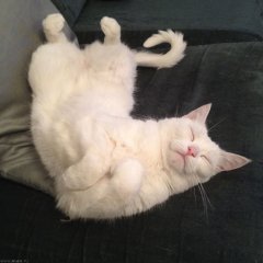 Кот спит