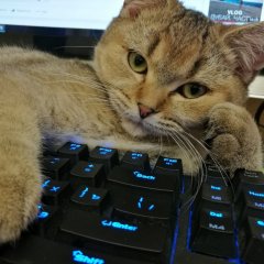 Кот