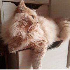 Кот