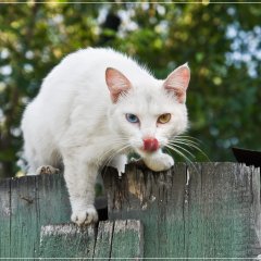Кот