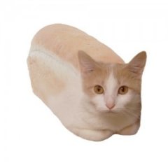 КОТОХЛЕБ