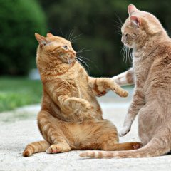Коты