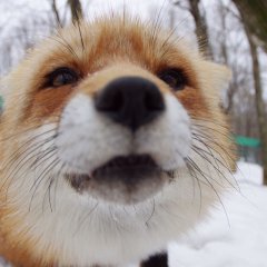 Люблю я кирилловское