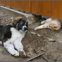 Мем щенок зовёт кота