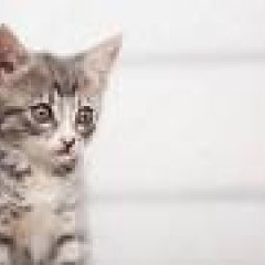 Невтирающий котёнок