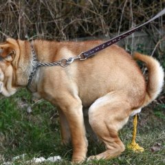 Пропутинский тролль