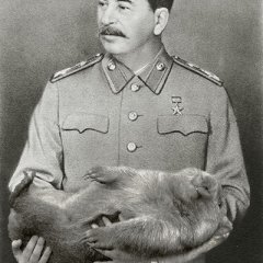 Вомбат