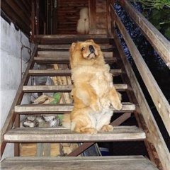Я  женщина
