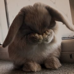 Зайчик плачет