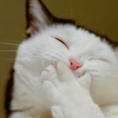 Ха ха ха кот