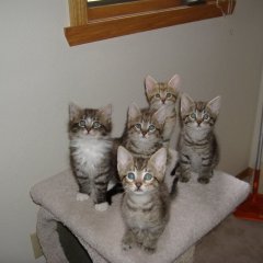 Кошки