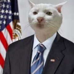 Кот белый