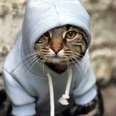 Кот гобник