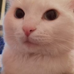 Кот хантер