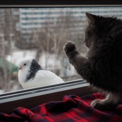 Кот и голубь