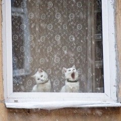Кот поёт