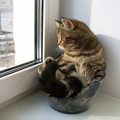 Кот в миске