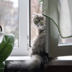 Кот в окне