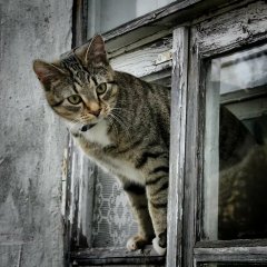 Кот в окне