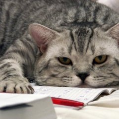 Кот