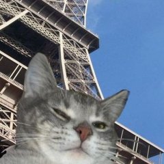 Котэ мери