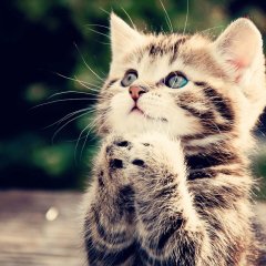 Котенок и поджатые лапки