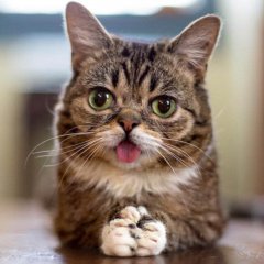 Котик
