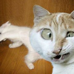 Котофан