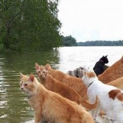 Коты в лодке