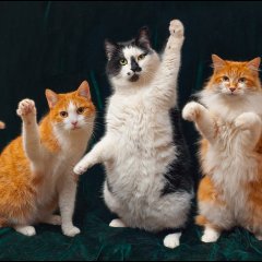 Коты