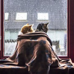 Коты