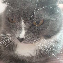 Павел кот